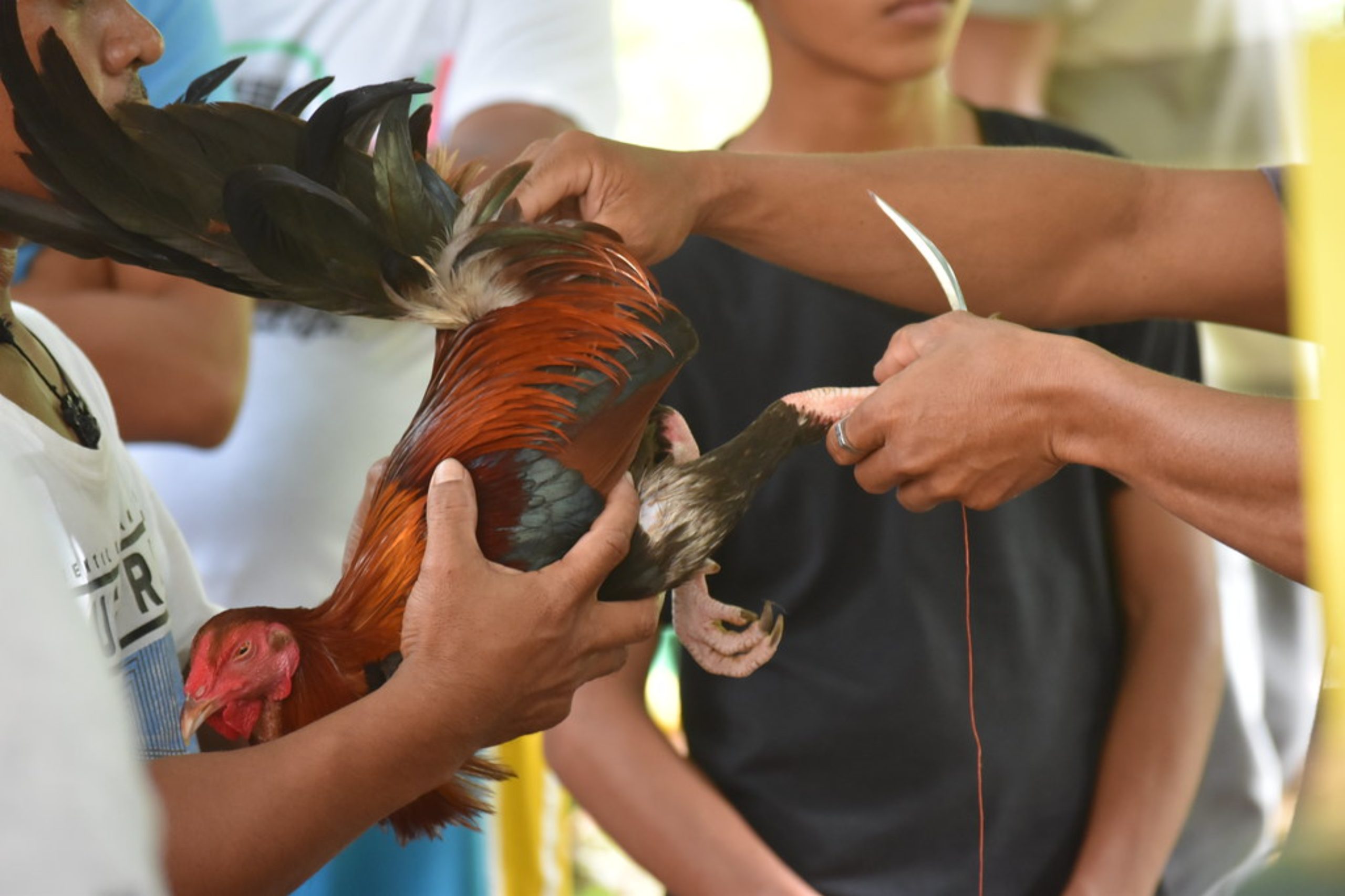 Lắp dao chọi gà vào gà trống đỏ