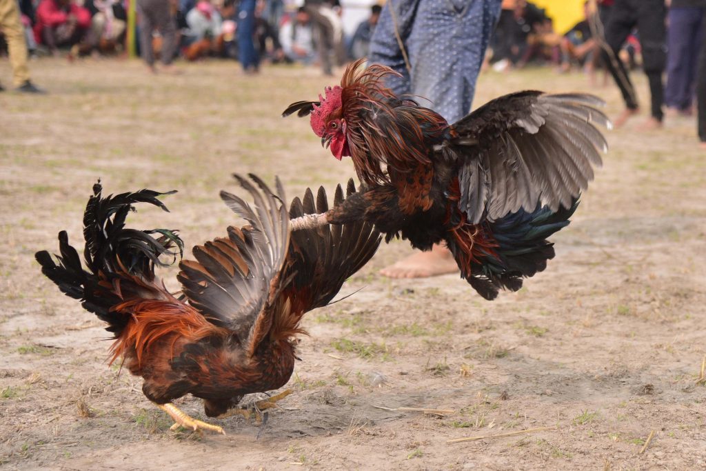 Vòng chọi gà bằng dao