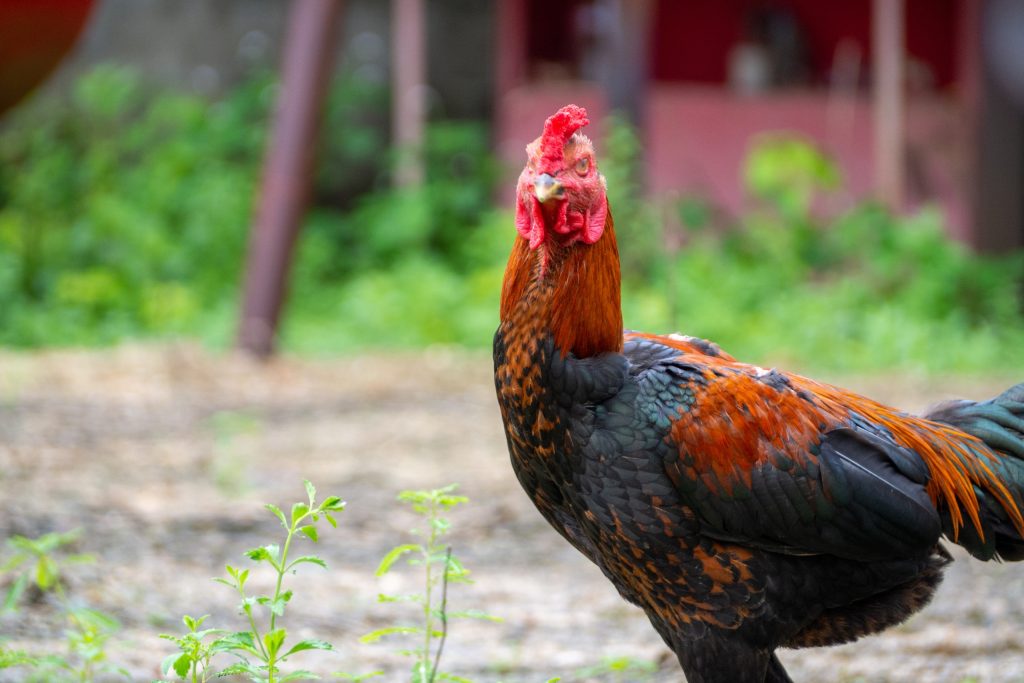 Nhiều gà chọi màu cam đen